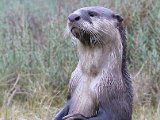 ou snorbaard : frieda